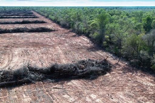 El Gran Chaco es una de las reas m s deforestadas a nivel mundial