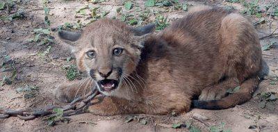 Chaco rescataron a un puma de tres meses que estaba en cautiverio